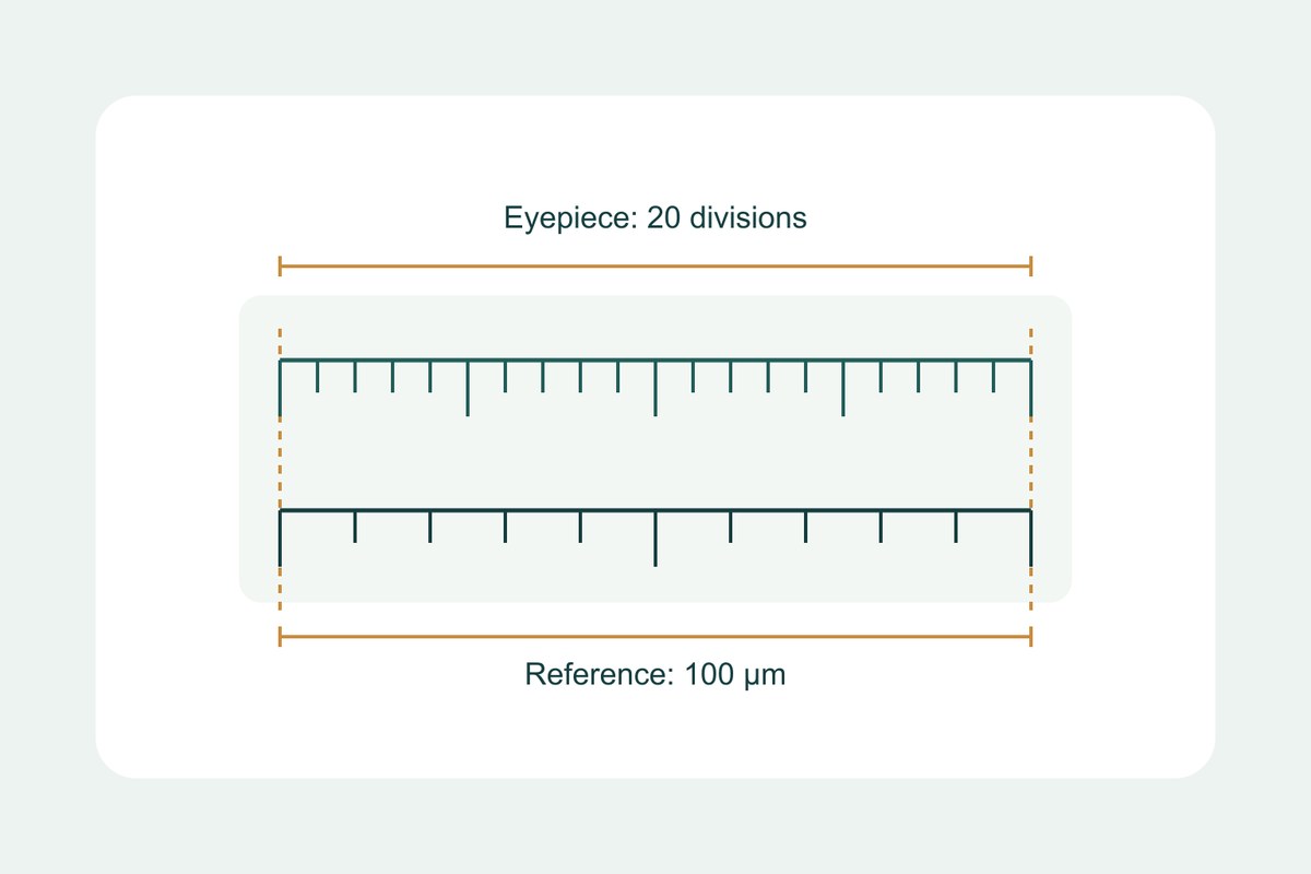 Schematic of two aligned measurement scales, showing 20 eyepiece divisions spanning a known stage micrometer distance of 100 micrometers