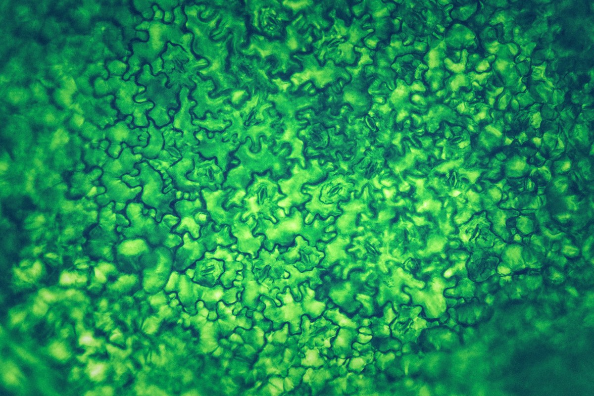 Green leaf epidermal cells with several visible stomata in a light-microscope image