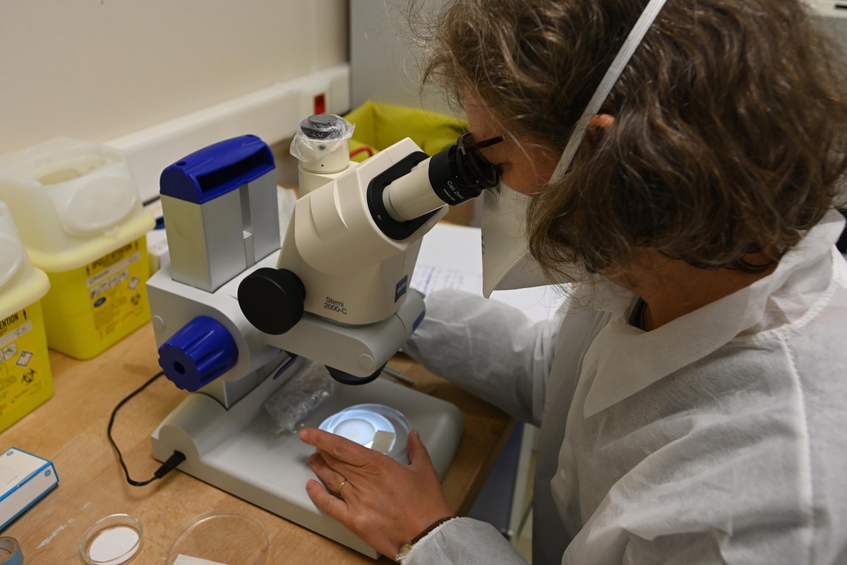 Researcher examining a filter sample for microplastic particles with a stereo microscope