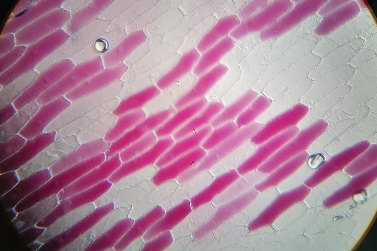 Red onion cells under a light microscope, with vivid pink interiors and clear neighboring cell walls