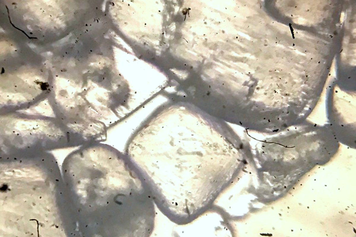 Undissolved sodium chloride crystals in a salt solution, showing broad flat faces and angular outlines through a compound microscope