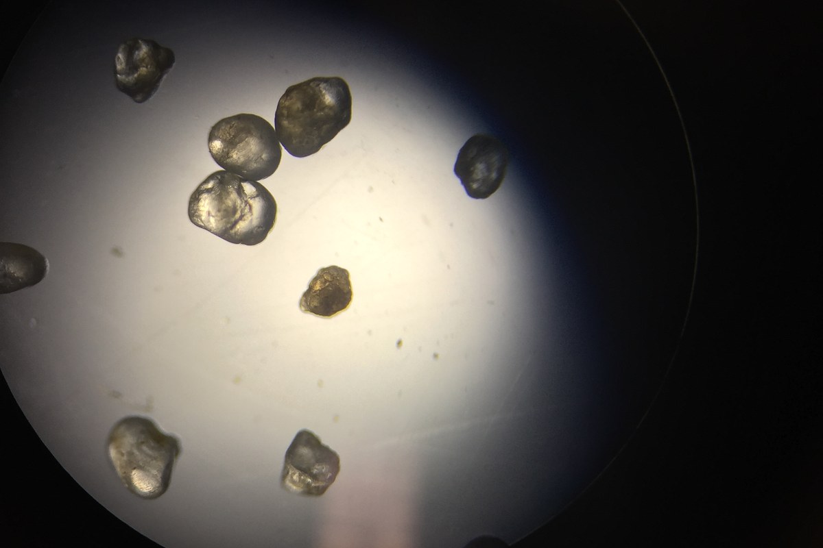Dry sand grains scattered across a bright circular microscope field at low magnification