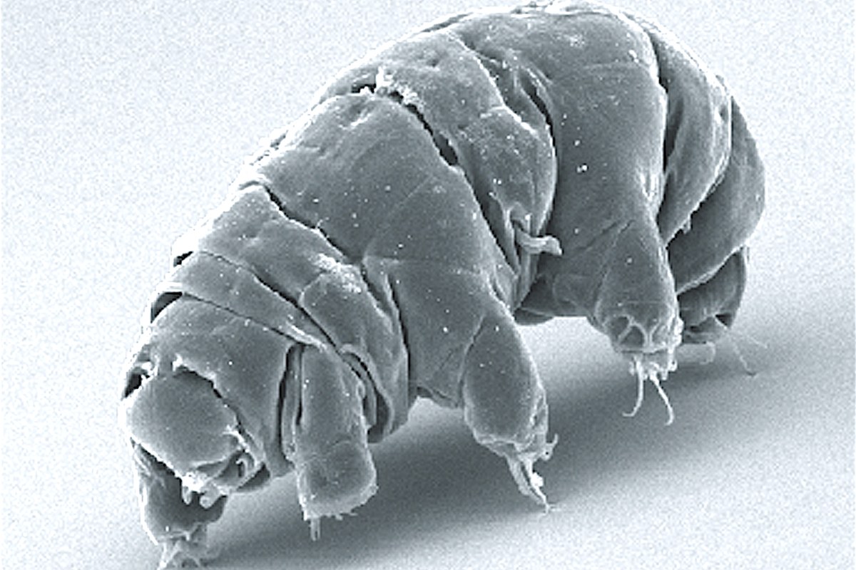 Scanning electron micrograph of an active Milnesium tardigrade with four pairs of legs